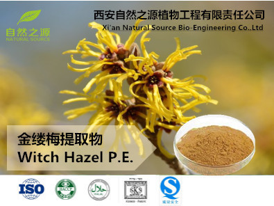 植物提取物的瑰寶 金縷梅提取物及其在化妝品中的應(yīng)用