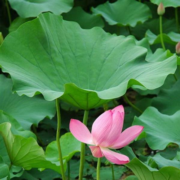 西安地區(qū)荷葉提取物批發(fā)價(jià)格及市場(chǎng)分析